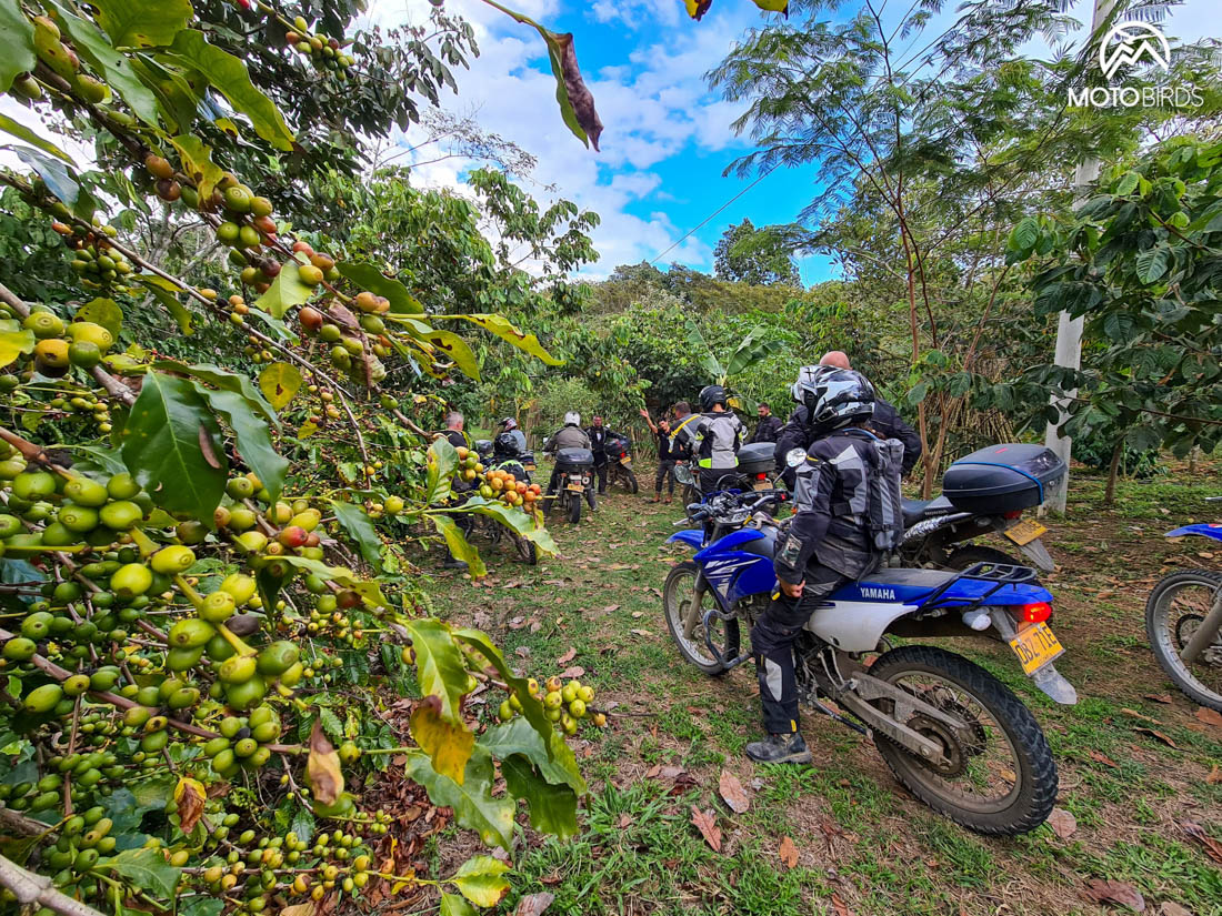 Colombian coffee