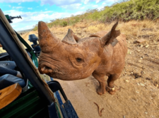 Safari in Tanzania with a Rhino