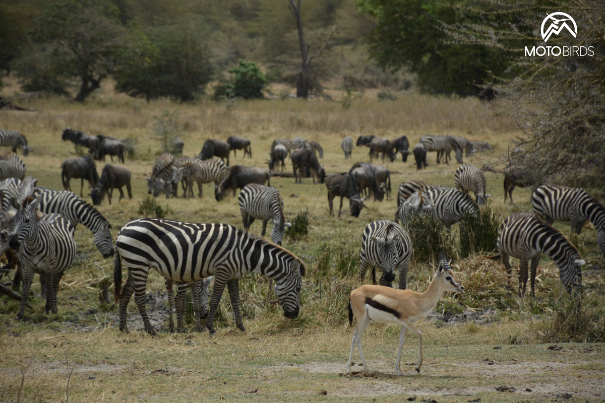 Mkomazi Tanzania