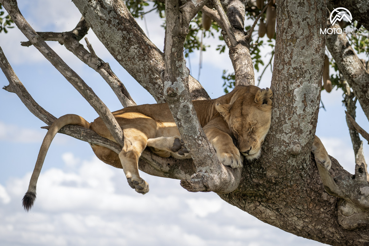 Mkomazi Tanzania