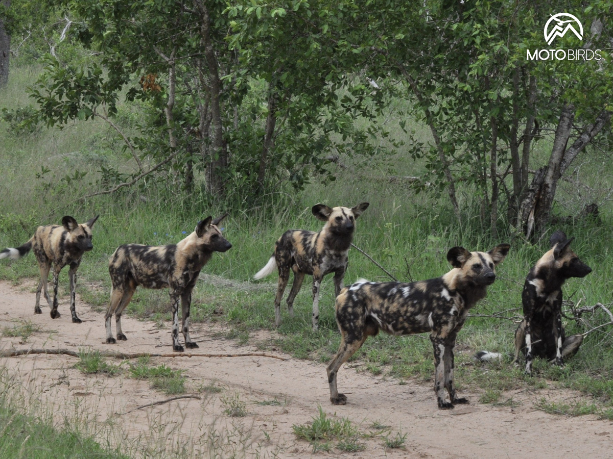 Mkomazi Tanzania