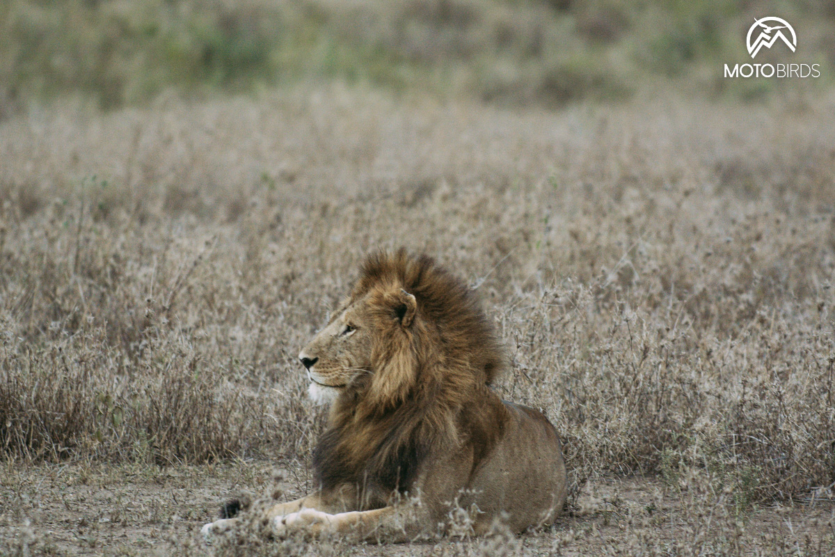 Mkomazi Tanzania