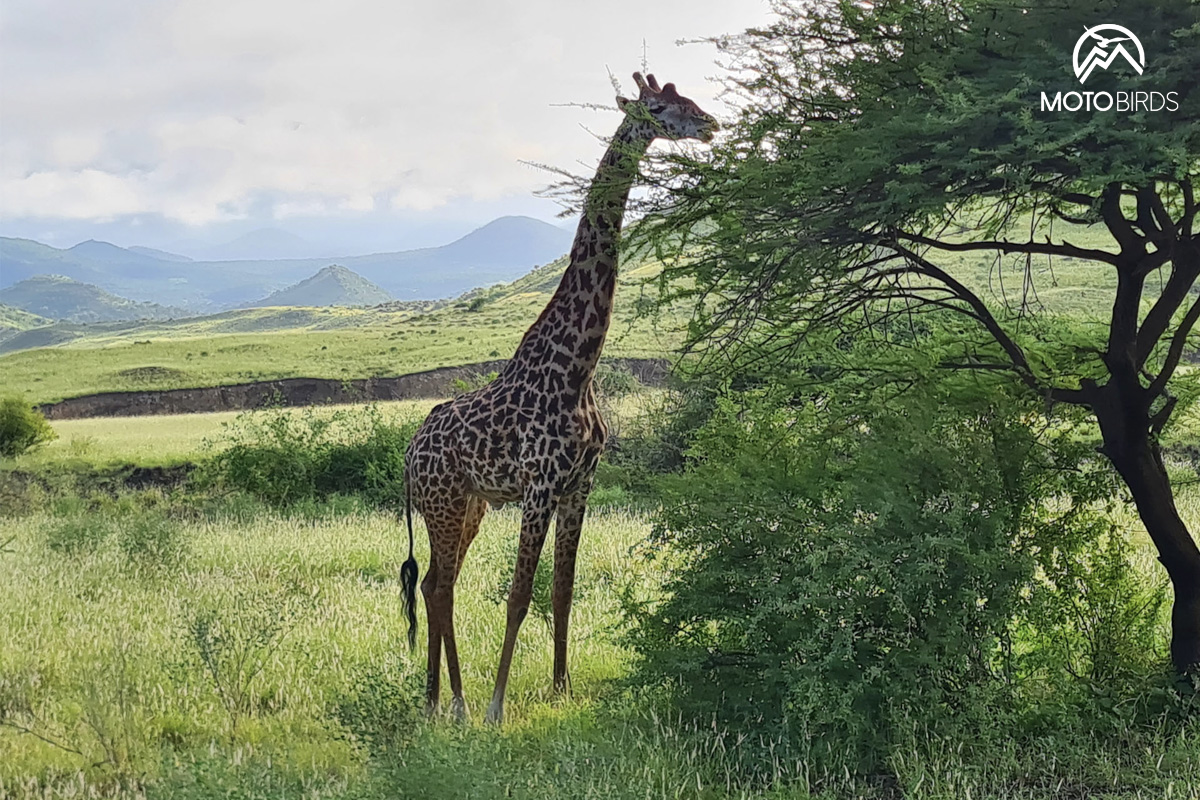 Mkomazi Tanzania