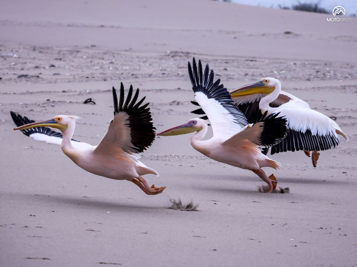 Namibia by MotoBirds