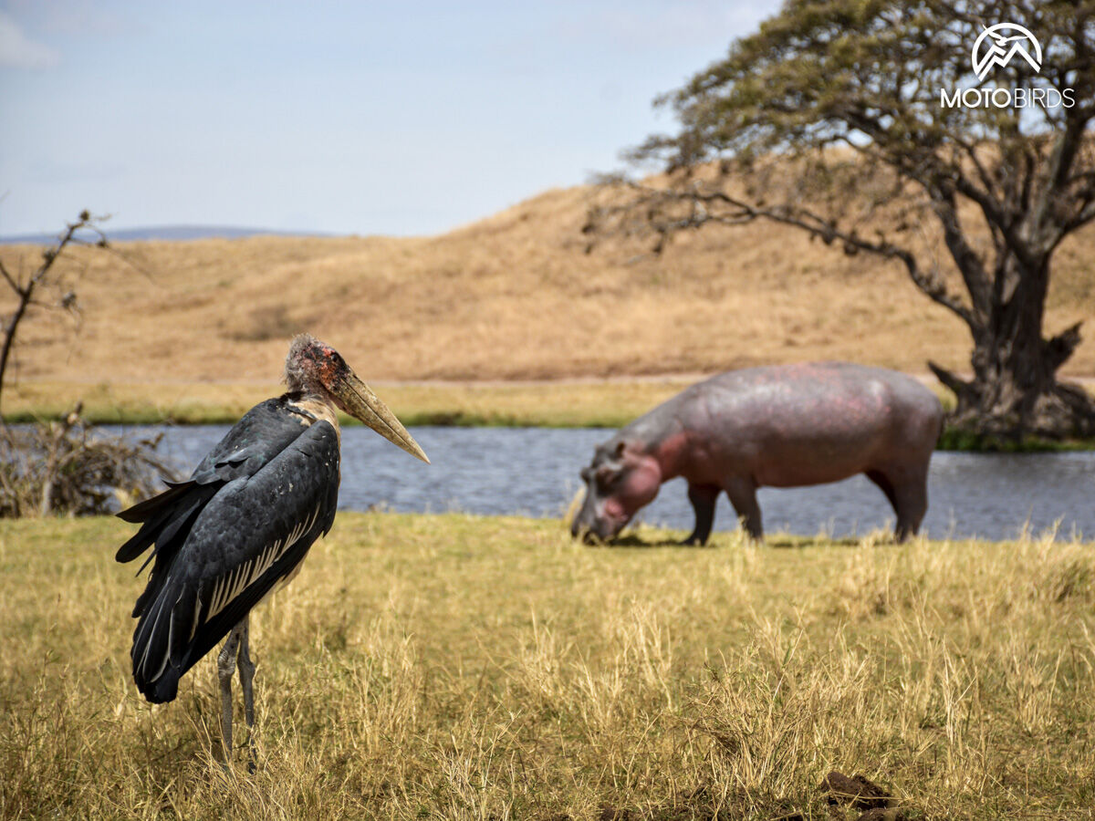 Tanzania with MotoBirds