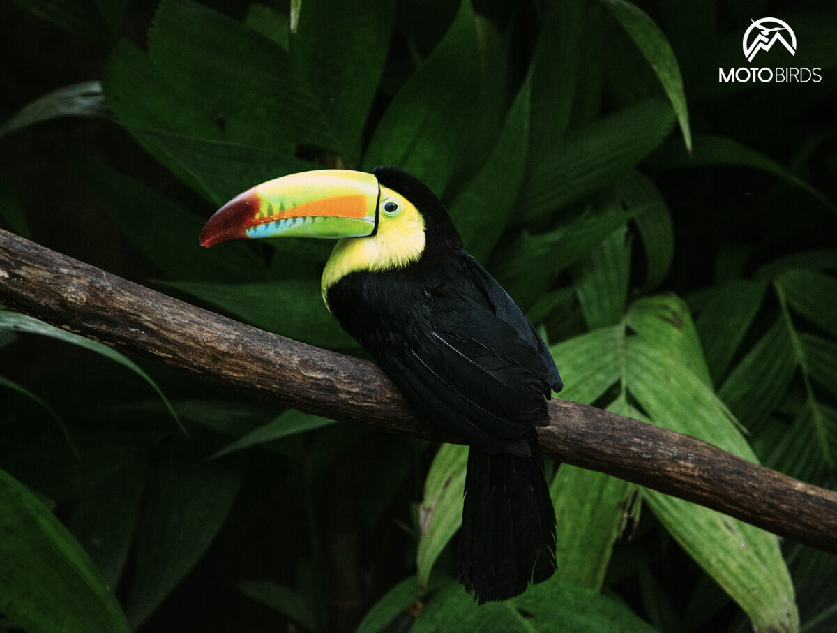 Costa Rica with MotoBirds