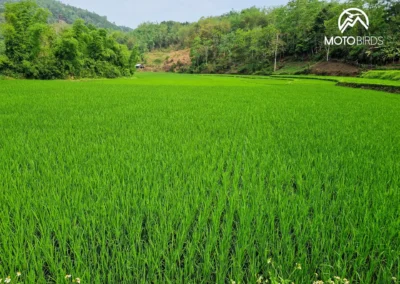 Pola ryżowe _ rice fields