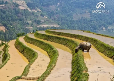 Water buffalo Vietnam
