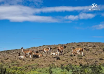 Patagonia 2024/2025 – A motorcycle tour to the end of the world - MOTOBIRDS