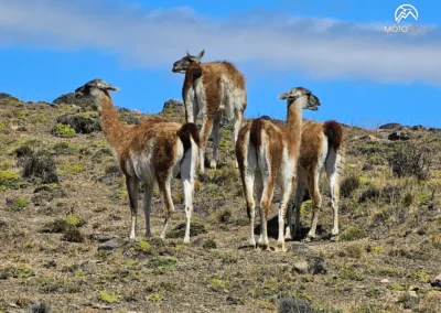 Patagonia 2024/2025 – A motorcycle tour to the end of the world - MOTOBIRDS