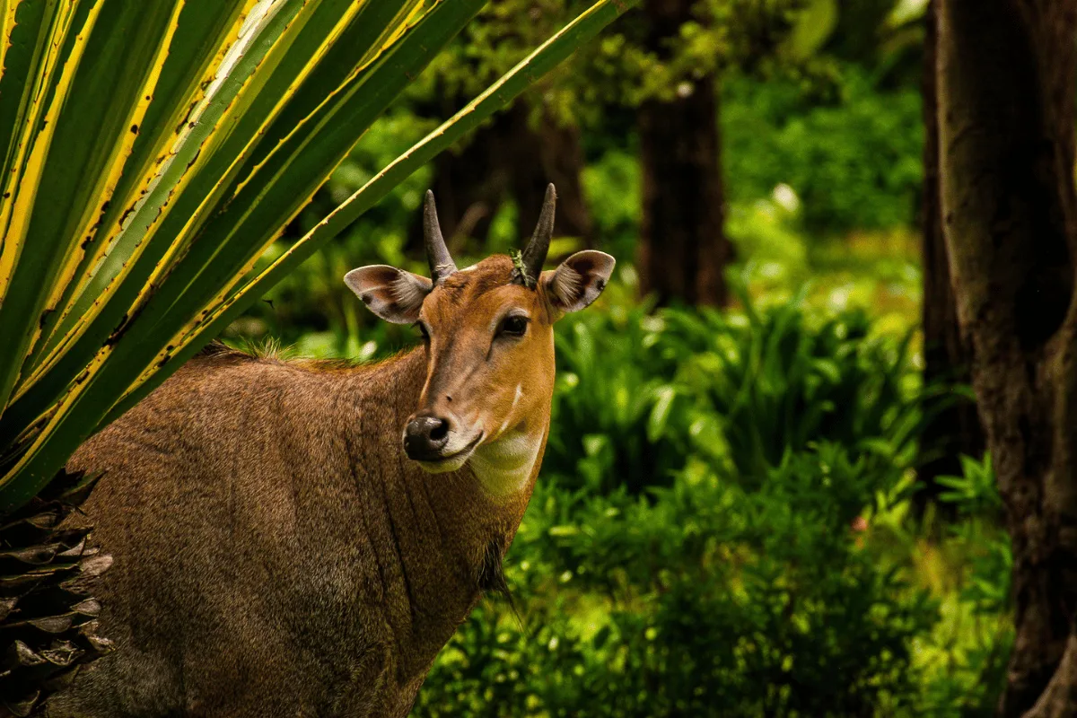 BARDIA NATIONAL PARK BARDIA NATIONAL PARK