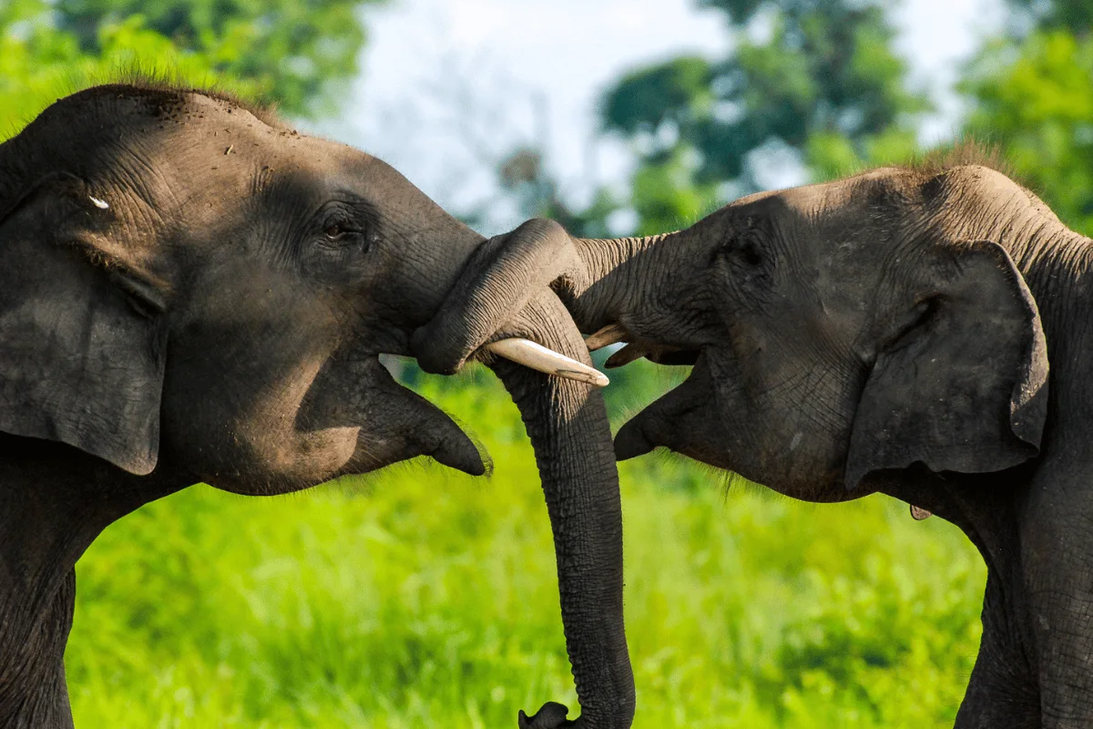 BARDIA NATIONAL PARK BARDIA NATIONAL PARK