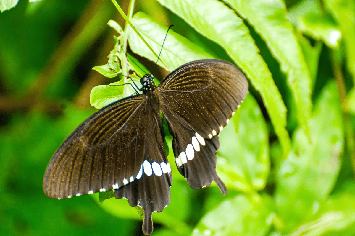BARDIA NATIONAL PARK BARDIA NATIONAL PARK