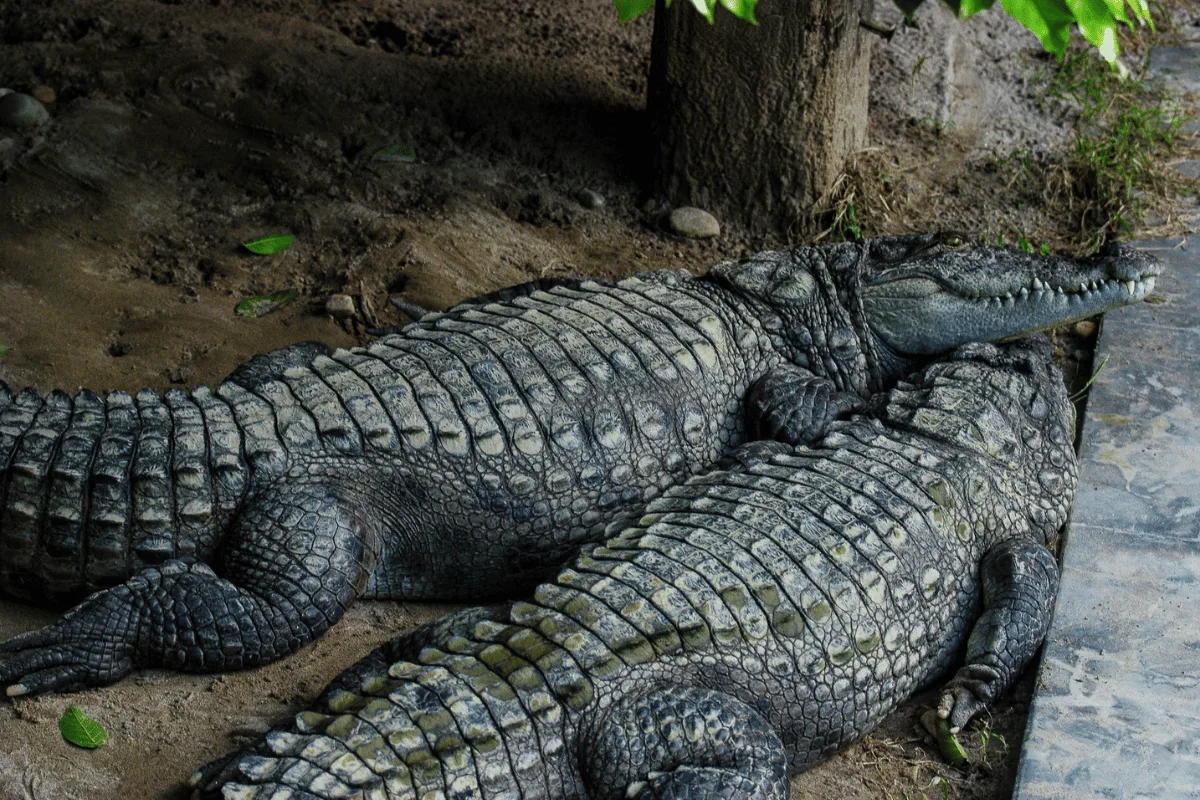 Park Narodowy Chitwan Park Narodowy Chitwan - krokodyle