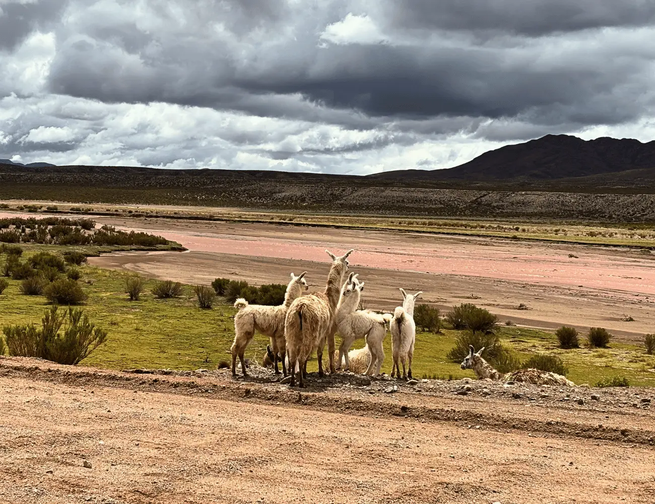 •	Argentyna Chile Boliwia motocykl i lamy na trasie