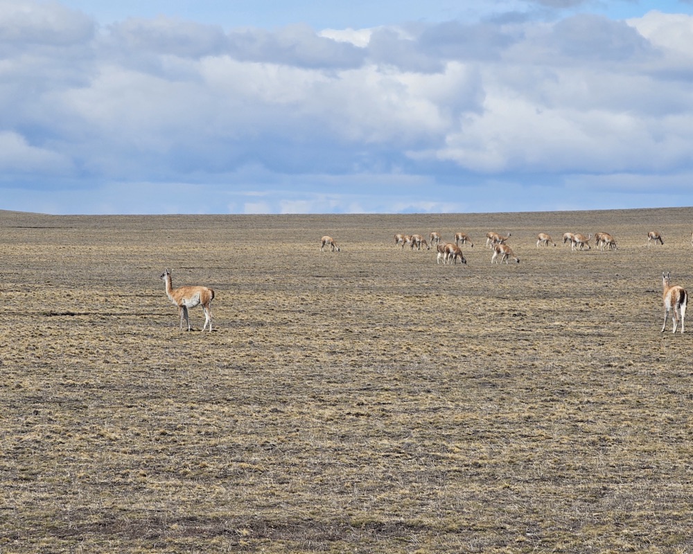 Guanacos on the Patagonian steppe